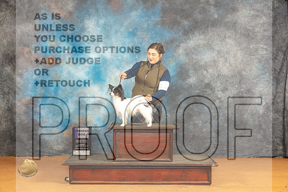 Papillon #11 Sun WD Judge Angela Pickett_JP_0902_Glen Rose_2024_HR3