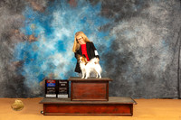 Papillon #32 BOWBOS Judge Angela Pickett