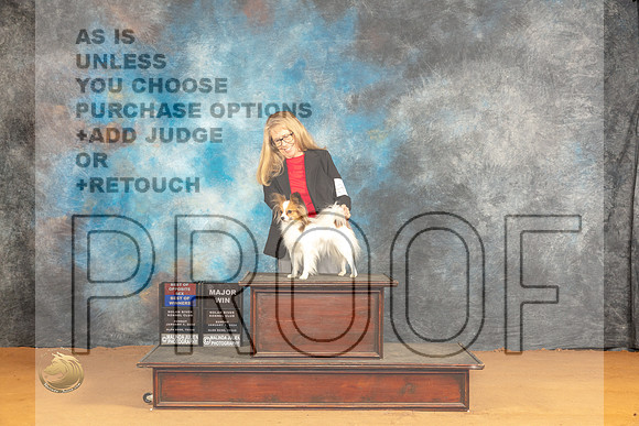 Papillon #32 BOWBOS Judge Angela Pickett_JP_0905_Glen Rose_2024_HR3
