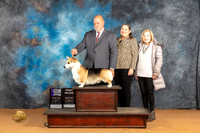 Pembroke Welsh Corgi #37 Sun WD Judge Butch Shulman