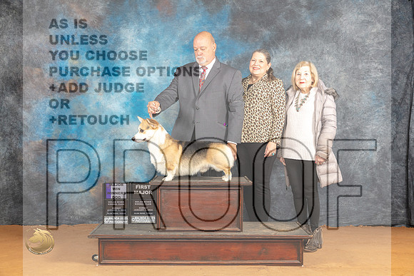 Pembroke Welsh Corgi #37 Sun WD Judge Butch Shulman_JP_0795_Glen Rose_2024_HR3