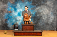 Poodle Miniature #8 Sun SB Judge Edy Blum