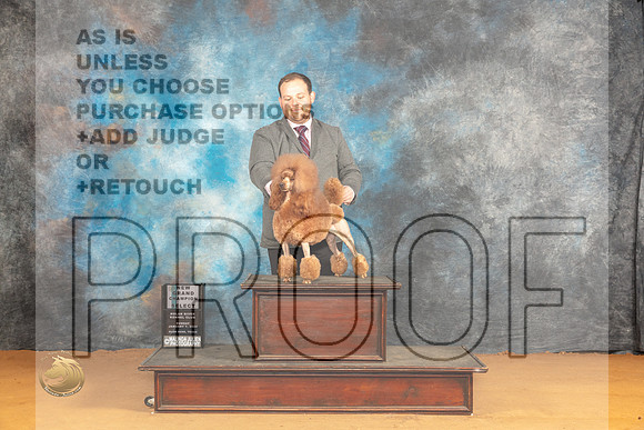 Poodle Miniature #8 Sun SB Judge Edy Blum_JP_0894_Glen Rose_2024_HR3