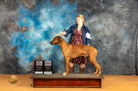 Rhodesian Ridgeback #27 Sun BOSGCH Judge Richard Nance