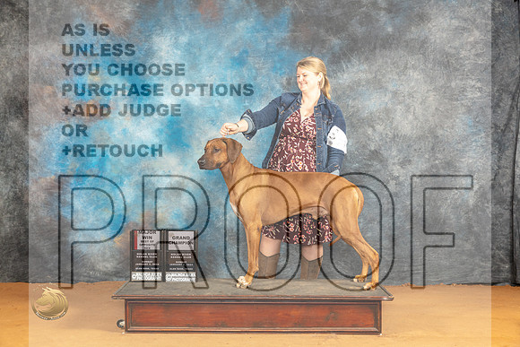 Rhodesian Ridgeback #27 Sun BOSGCH Judge Richard Nance_JP_0910_Glen Rose_2024_HR3