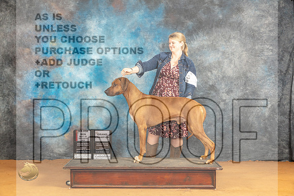 Rhodesian Ridgeback #27 Sun BOSGCH Judge Richard Nance_JP_0913_Glen Rose_2024_HR3