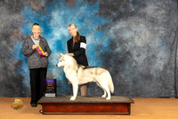 Siberian Husky #17 Sun BOBOHBOB Judge Carolyn Herbel