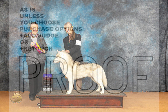 Siberian Husky #17 Sun BOBOHBOB Judge Carolyn Herbel_JP_0746_Glen Rose_2024_HR3