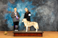 Siberian Husky #30 Sun WB Judge Carol Herbel