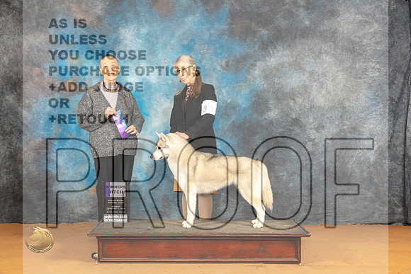 Siberian Husky #30 Sun WB Judge Carol Herbel_JP_0750_Glen Rose_2024_HR3