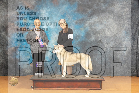 Siberian Husky #30 Sun WB Judge Carol Herbel_JP_0751_Glen Rose_2024_HR3
