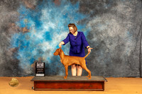 Vizsla #? Sat BinMatch