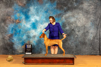 Vizsla #8 Sun BOWM Judge Nena Dee