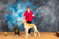 Saluki #5 Sat G3 r