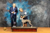 Whippet #16 Sun  WBBOWCH Judge Richard Nance