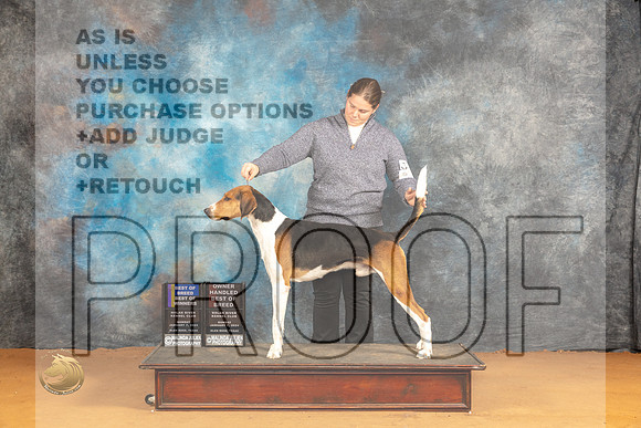 American Foxhound #5 BOWOHBOB Judge Norbert Dee_JP_0977_Glen Rose_2024_HR3