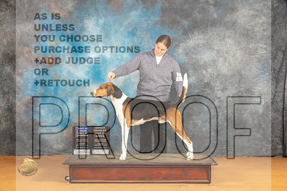 American Foxhound #5 BOWOHBOB Judge Norbert Dee_JP_0976_Glen Rose_2024_HR3