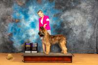 Briard #5 Sat BOBWD Judge Butch Shulman