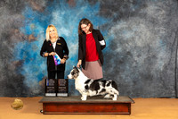 Cardigan Welsh Corgi #17 Sun WDBOWCH Judge Edy Blum