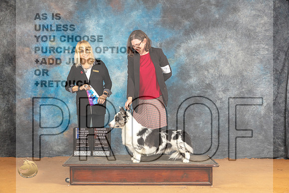 Cardigan Welsh Corgi #17 Sun WDBOWCH Judge Edy Blum_JP_1004_Glen Rose_2024_HR3