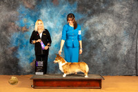 Cardigan Welsh Corgi #24 WBM Judge Edy Blum