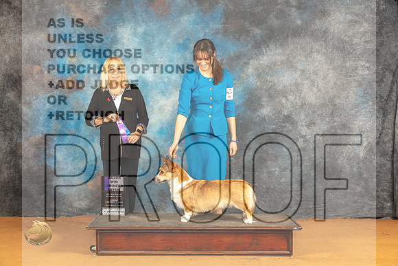 Cardigan Welsh Corgi #24 WBM Judge Edy Blum_JP_1009_Glen Rose_2024_HR3