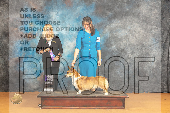 Cardigan Welsh Corgi #24 WBM Judge Edy Blum_JP_1012_Glen Rose_2024_HR3