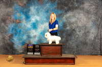 Coton de Tulear #6 Sun BOB Judge Pat Trotter
