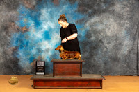 Dachshund Longhaired #17 Sun BOWWDM Judge Robin Casey