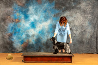 English Cocker Spaniel #6 BOS left side
