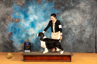 English Springer #11? Sun BOWWD Judge Nena Dee
