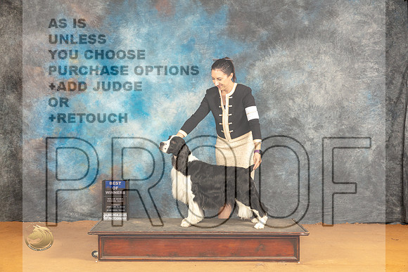 English Springer #11? Sun BOWWD Judge Nena Dee_JP_1037_Glen Rose_2024_HR3