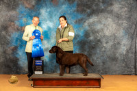 Labrador Retriever #10 Sun G1 Judge Desmond Murphy