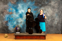Poodle Std #19 Sun WDM Judge Edy Dykstra-Blum