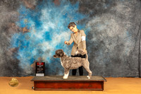Portuguese Water Dog #8 Sun BOS Judge Carol Herbel