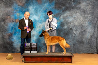 Belgian Tervuren #10 Sun WBCH Judge Butch Schulman
