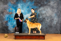Belgian Malinois #? Sat BOSWB Judge Edy Blum