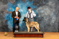 Belgian Tervuren #18 Sun RWD Judge Butch Schulman