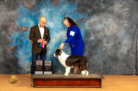 Border Collie #16 Sun WBBOS Judge Butch Schulman