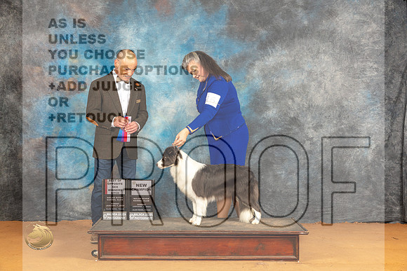 Border Collie #16 Sun WBBOS Judge Butch Schulman_JP_1090_Glen Rose_2024_HR3