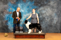 Border Collie #7 Sat WBOWBOBCH Judge Butch Schulman