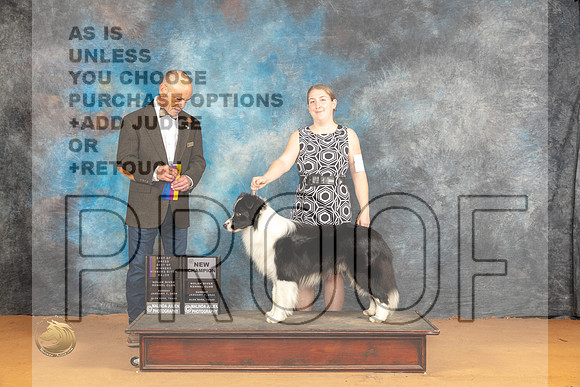 Border Collie #7 Sat WBOWBOBCH Judge Butch Schulman_JP_1093_Glen Rose_2024_HR3