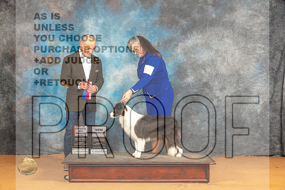 Border Collie #16 Sun WBBOS Judge Butch Schulman_JP_1091_Glen Rose_2024_HR3