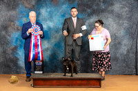 French Bulldog #7 Sun BIS Judge Dr Steve Keating 1