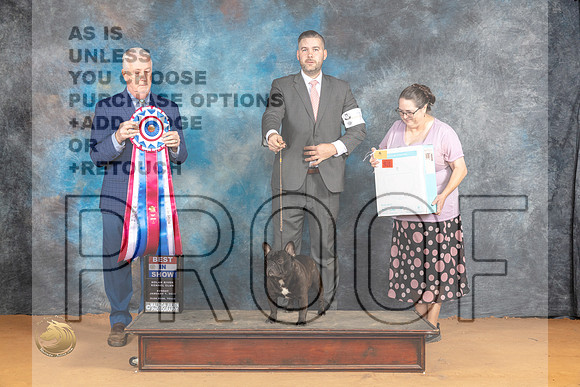 French Bulldog #7 Sun BIS Judge Dr Steve Keating 1_JP_1497_Glen Rose_2024_HR3