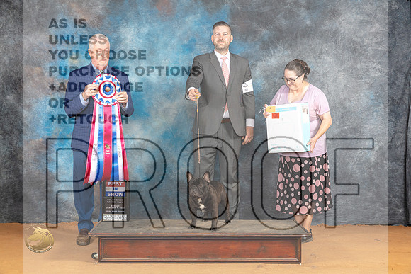 French Bulldog #7 Sun BIS Judge Dr Steve Keating 1_JP_1499_Glen Rose_2024_HR3