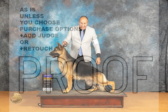German Shepherd Dog #18 Sun BOB Judge Butch Schulman_JP_1130_Glen Rose_2024_HR3
