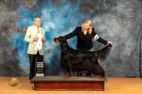 Gordon Setter #5 Sun G4 Judge Desmond Murphy