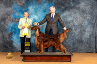 Irish Setter #5 Sun G3 Judge Desmond Murphy