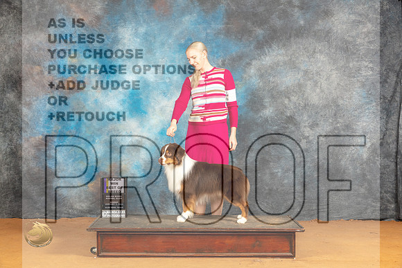 Miniature American Shepherd #21 Sun BOBM Judge Steve Keating_JP_1136_Glen Rose_2024_HR3